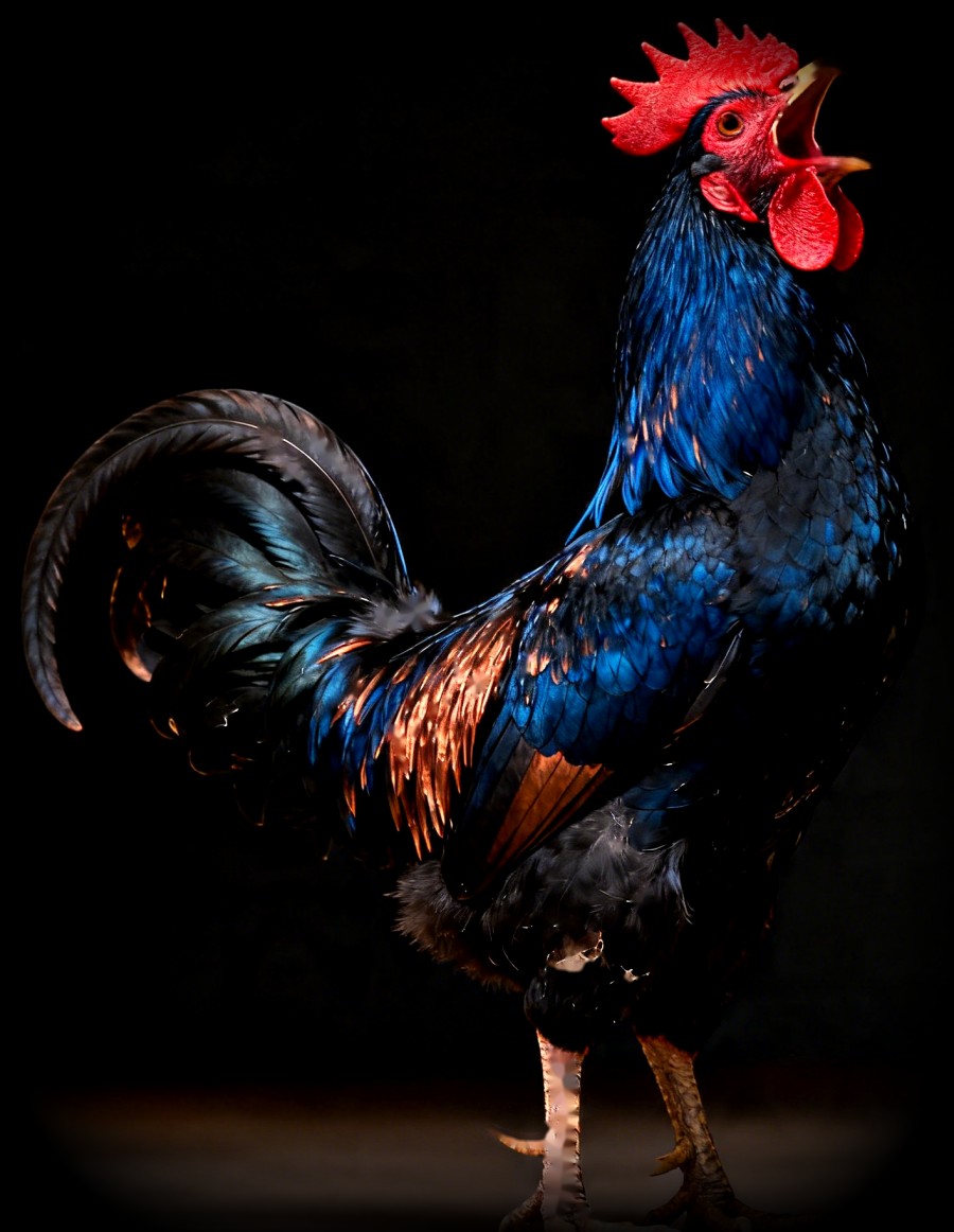 A rooster mid-crow, alone in a dark room